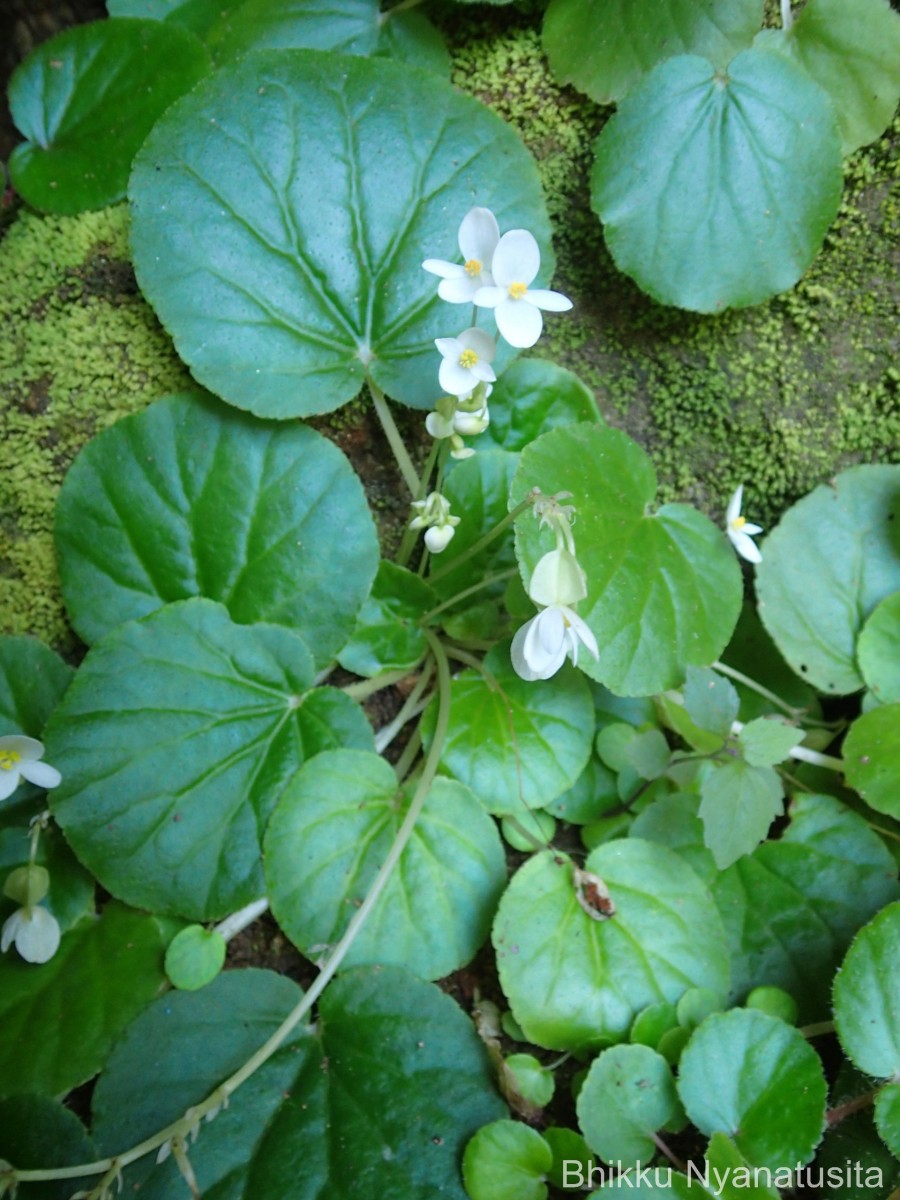 Begonia tenera Dryand.